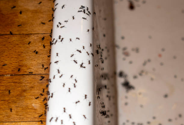 Best Pest Control for Homes  in Northport, NY